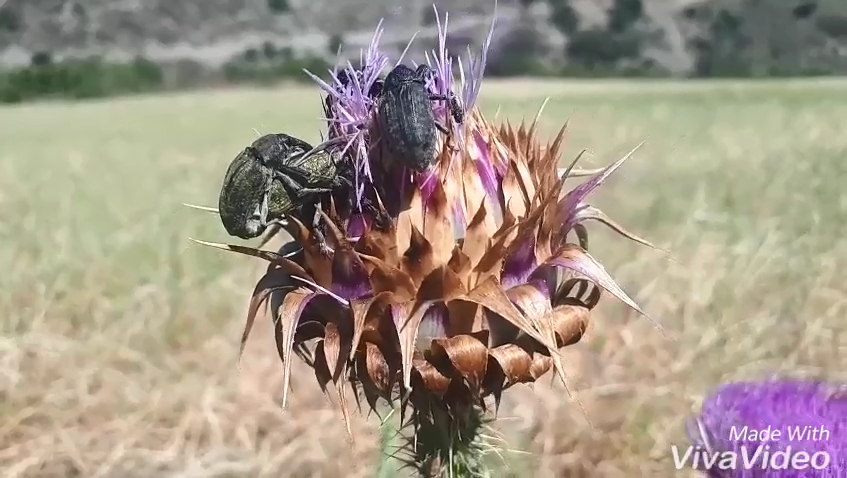 Dzika przyroda Krety