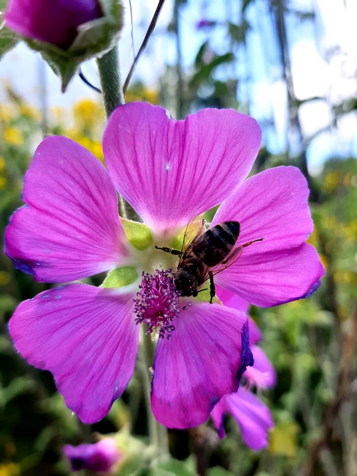 owad na kwiecie malwy