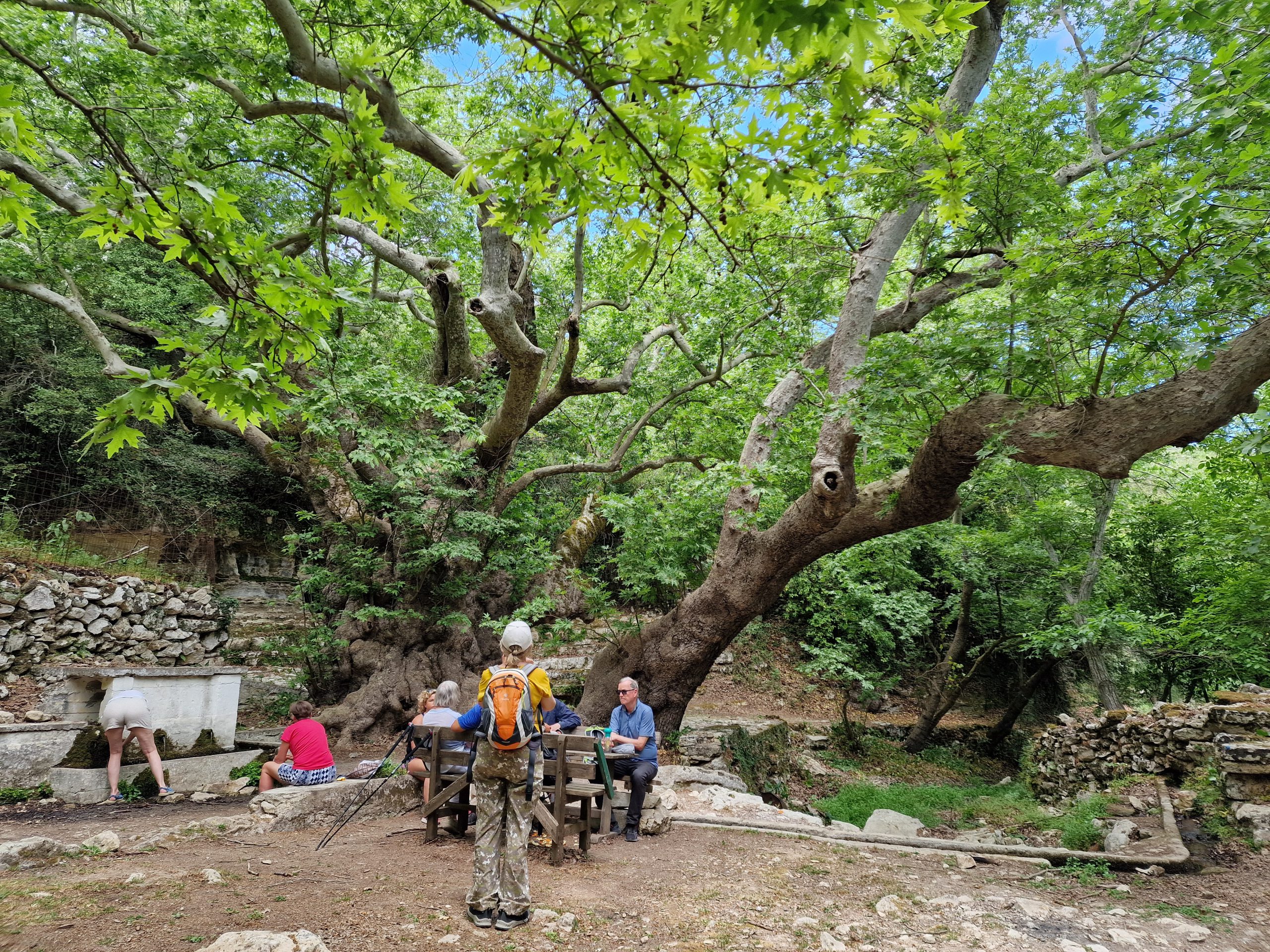 20240504_125244 grupa pod platanem