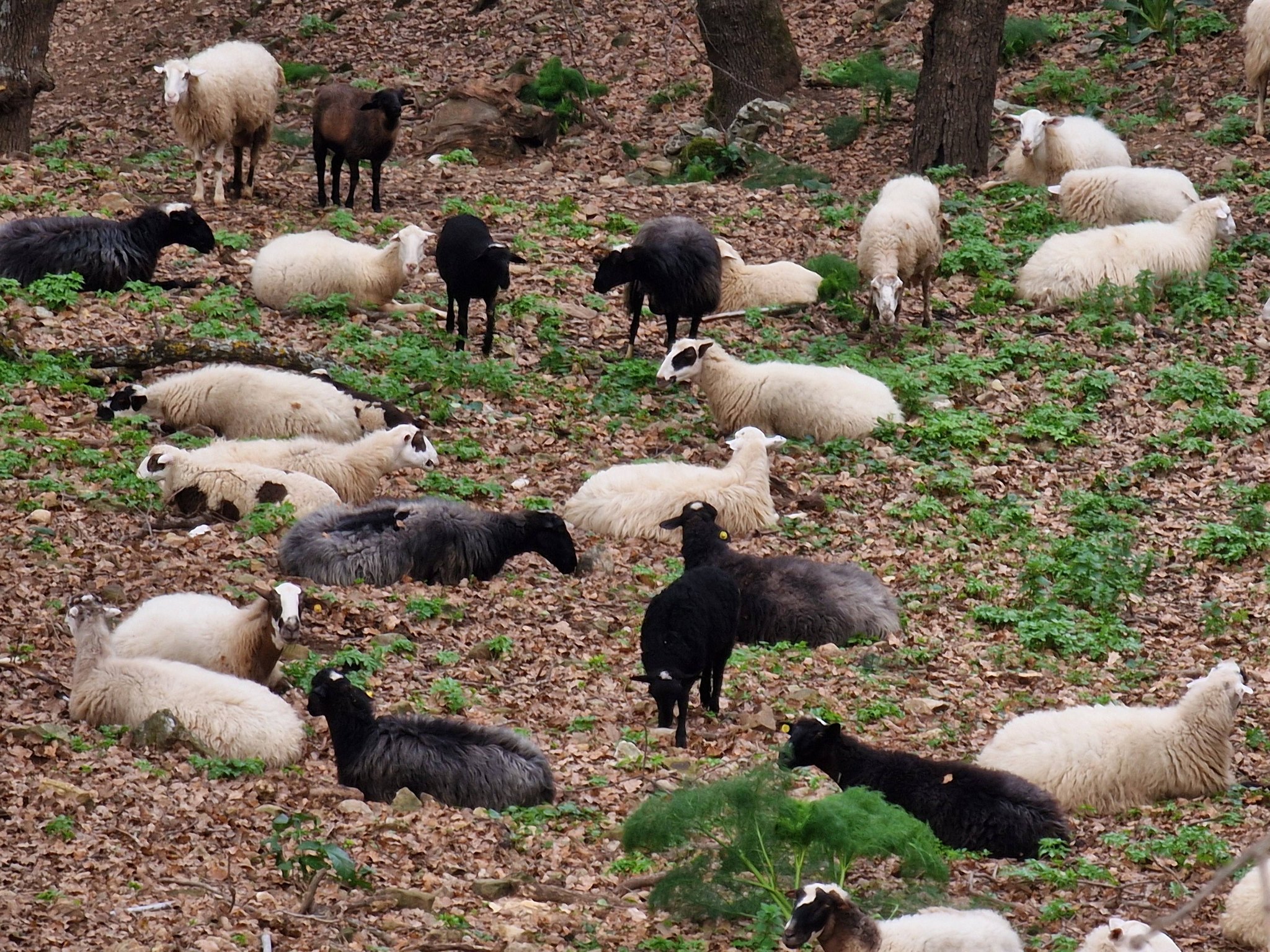 Zdrowia Miłości Spokoju